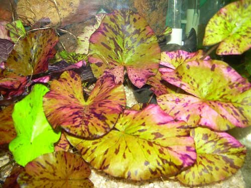 Nymphaea lotus var.rubra Roter Tigerlotus Pflanze, Wasserpflanzen
