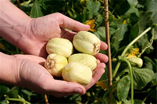 Lemon Cucumber Early Round Yellow CUKE 10 Organic Seeds Certified French Organic Grower