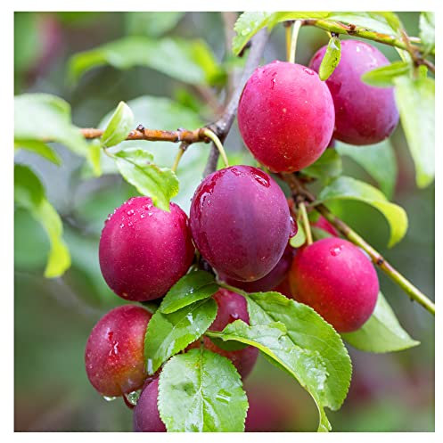 25 Cherry Plum Trees/Prunus Cerasifera/Myrobalan, 40-60cm Tall, Edible Hedging 3fatpigs®