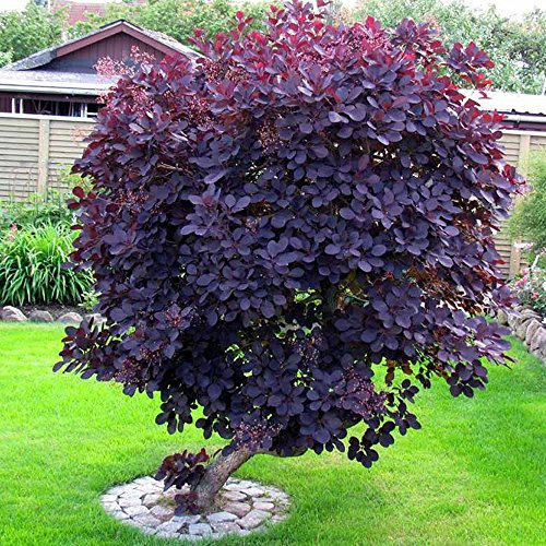 GardenersDream Cotinus Coggygria Royal Purple Plant - Outdoor Garden Ready Hardy Shrub - Colourful Deciduous Smoke Bush - Outdoor Plant for Garden and Patios (9cm Pot, 15-25cm)