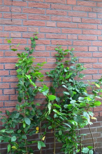 Hainbuche oder Weißbuche Carpinus betulus 80-100 cm hoch 3 L Topf | Winterhart, schnellwachsend & schnittverträglich – anspruchslos und robust, ideal für Hecke & Sichtschutz