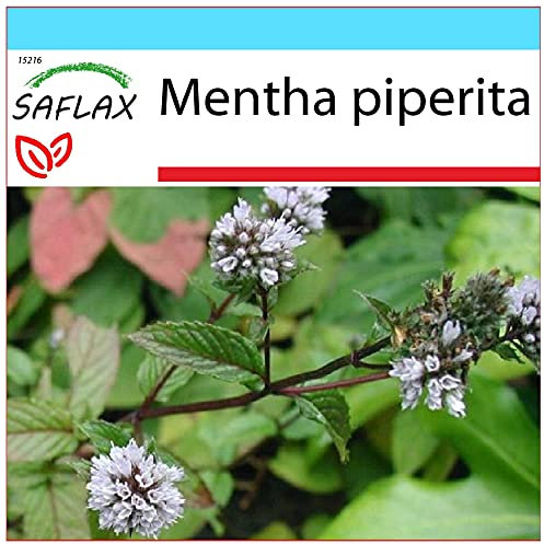 SAFLAX - Confezione regalo - Menta piperita - 300 semi - Mentha piperita