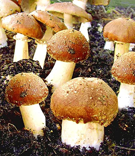 BALDUR Garten 1x Garten-Pilze Braunkappen Set, Komplett-Set | frische, essbare Pilze im eigenen Garten ernten, große Erträge, Komplett-Set enthält alles Notwendige, winterhart