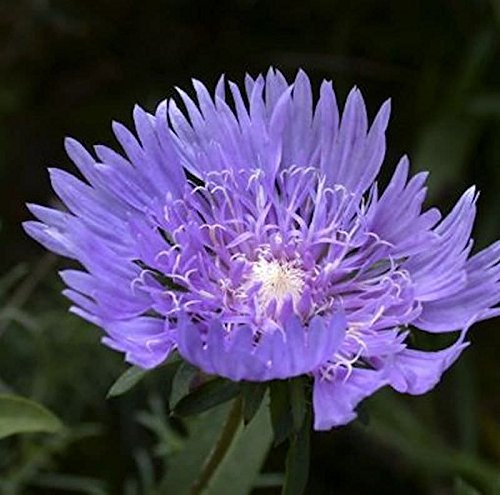 Stokesia laevis 'Blue Star' – Winterhart, Mehrjährig, Pflegeleicht – Kornblumenaster – Staude für Beet & Kübel