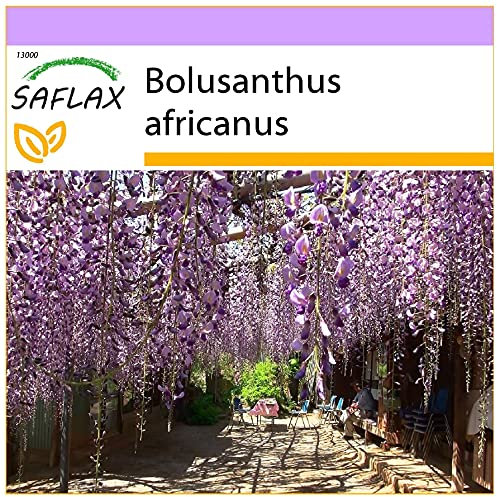 SAFLAX - Afrikanischer Blauregen - 15 Samen - Bolusanthus africanus