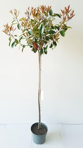 Glanzmispel Stämmchen, Photinia Little Red Robin, 170-180 cm