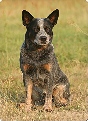 +++ Australian CATTLE Dog - SCHNEIDEBRETT Dekoteller Glasbrett Dekoglas - ACD 02