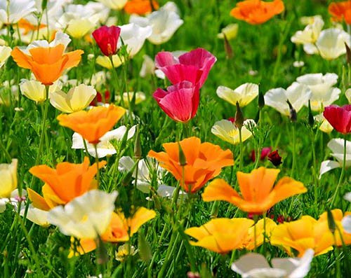 Kalifornischer Mohn Mix - Eschscholzia californica - Mohn - 500 Samen