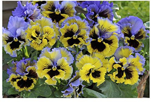 PREMIER SEEDS DIRECT - PANSY WINTER FLOWERING - FRIZZLE SIZZLE F1 - YELLOW BLUE SWIRL - 25 SEEDS
