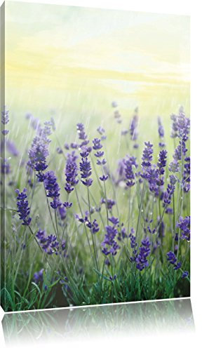 Pixxprint Schöner Lavendel im Regen, Größe: 60x40cm, Leinwandbild, fertig gespannt, Wandbild, Dekoration, Kunstdruck, kein Poster