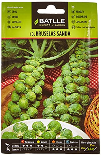 Batlle Gemüsesamen - Rosenkohl Sanda (2400 Samen)