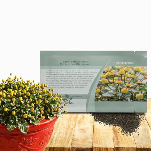 Outsidepride Toothache Plant Seeds - 5000 Pcs. Perennial, Easy to Grow & Pollinator Friendly, Herb Seeds for Planting Ornamental, Pompom-Shaped Yellow Blooms for Culinary Creations & Herb Gardens