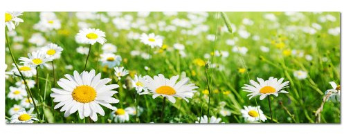 PANORAMA BILD 150x50cm (Wiese Blumen Frühling Feld) ART PRINT Wandbilder Bilder EXKLUSIVES Fotowandbild auf Leinwand und Keilrahmen Bild Leinwandbild Fotodruck modern Zeitlos Stilvoll wie ein Gemälde
