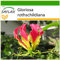 SAFLAX - Glorioso lirio - 15 semillas - Con sustrato estéril para cultivo - Gloriosa rothschildiana