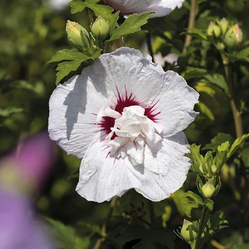 GARTEN SCHLÜTER® Hibiskus Garteneibisch China Chiffon - 40-60 cm | Hibiscus syriacus - winterhart und mehrjährig - 1 Zierstrauch