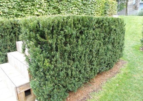 Taxus-Eibe Hillii im Topf/Container 50-60 cm