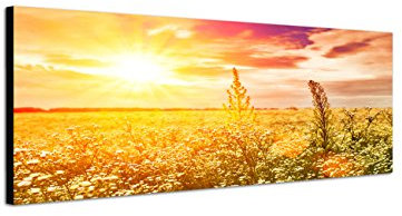 Keilrahmenbild Wandbild 150x50cm Wiese Blumen Frühling Sonne Abendlicht