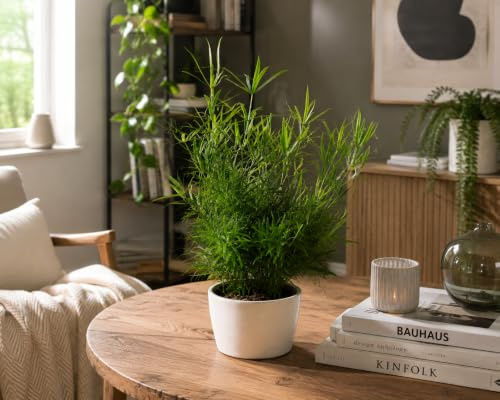 Asparagus falcatus - Sicheldorn-Spargel, 35 cm, Pflegeleichte Zimmerpflanze, Immergrün & Dekorativ, Ideal für Zuhause & Büro