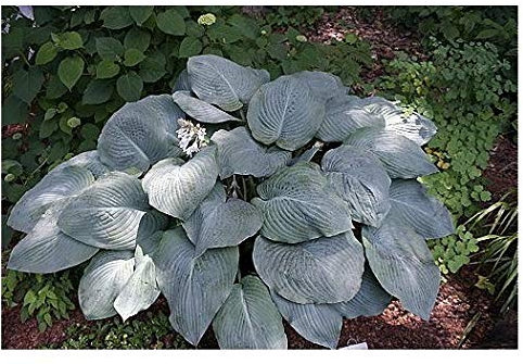 3 Hosta Blue Mammoth Plants ex 2 Litre pots