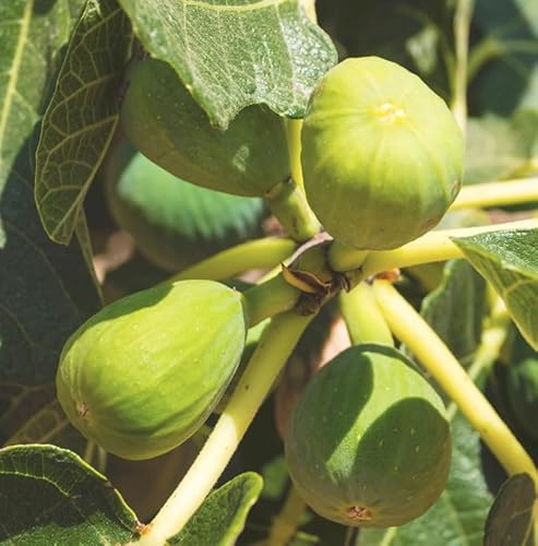 Feigenbaum Dalmatie 80-100cm - Ficus carica - lebende Gartenpflanze aus den Baumschulen