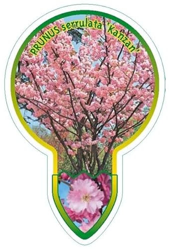 Japanische Nelkenkirsche 'Kanzan' – Prunus serrulata 100-120 cm – Frosthart & Winterfest – Reichblühende Zierkirsche mit rosa Blüten – Perfekt für Garten & Vorgarten – Schnellwachsender Blütenbaum