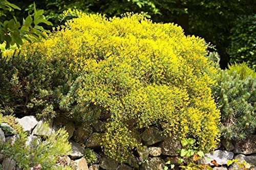 Genista pilosa 'Vancouver Gold' 15-20 cm - Niederliegender Ginster, leuchtend gelbe Blüten, Blütezeit Mai-Juni, ideal für Steingärten, bienenfreundlich, pflegeleicht