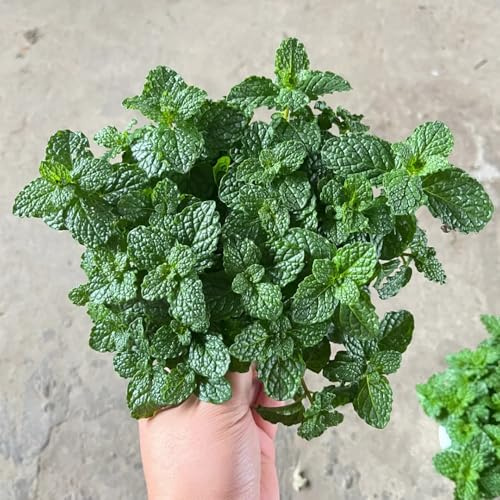semi di menta verde, balcone di menta piperita, cucina da giardino rare acquistare prodotti sostenibili giardino medicinali 1000pcs