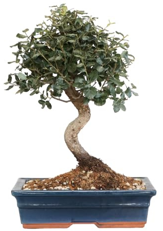 KENTIS - Bonsai Quercus Suber - Quercia da Sughero Pianta Vera da Esterno Resistente - Sughera - Giardino Balcone - H 40/50 cm Vaso in Ceramica 30 cm