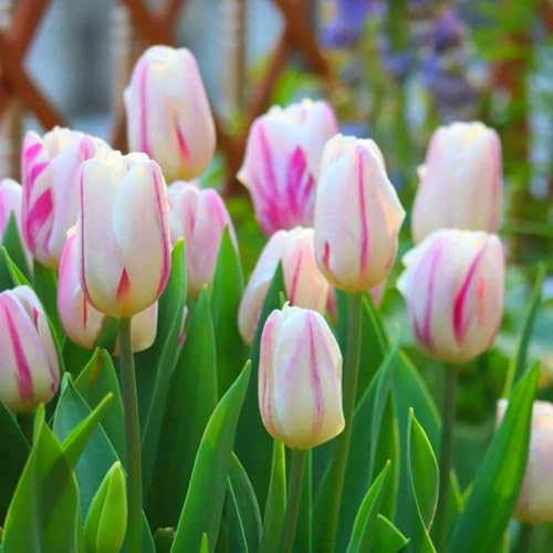 Wunderschöne Tulpen mit seltenen Farben, winterhart, mehrjährig, pflegeleicht, Blickfang in Gärten und Innendekorationen-3 Wurzel-C