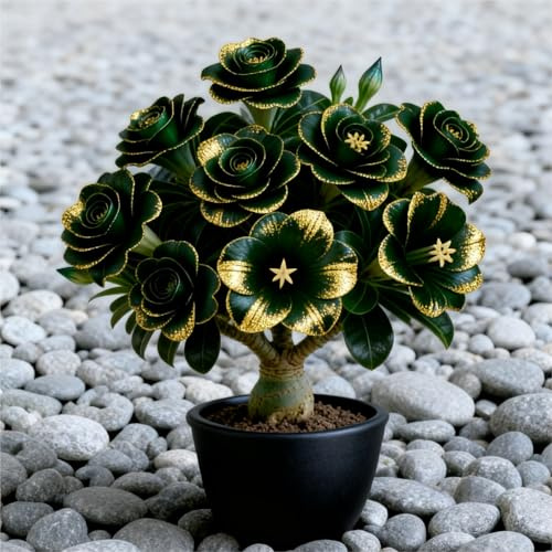 Rosa del deserto bonsai Per fioriere,Adenium obesum vera,Capolavori in vaso di premium a rapida crescita brillante,eleganti,Bellezza Ambiente,garden stakes.-1unità-A