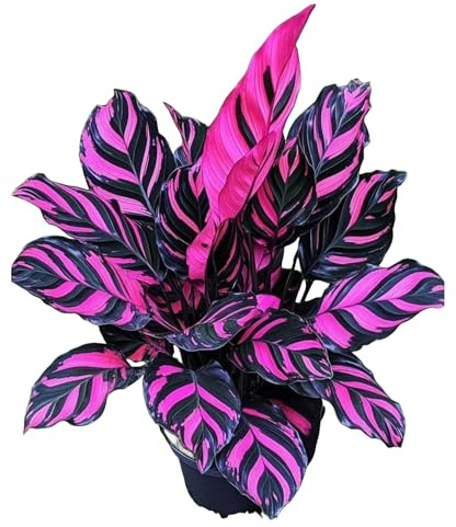 Ideale Hosta, Beste, Schattentolerante Premium, Gartendekoration, Seltene Einzigartige, Lange BlüTezeit, 4Hosta -I