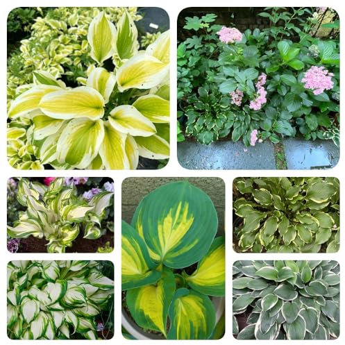 Semi di Hosta, regali per gli amanti del giardino Hosta plantaginea, regali sostenibili semi di perenni da giardino esotiche 200pcs