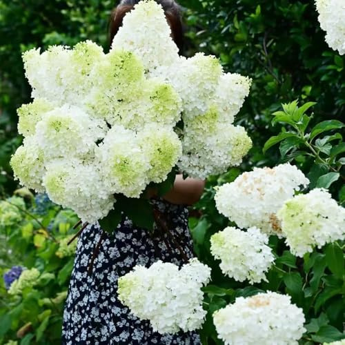 350 piezas semillas de hortensia panoja - semillas de silvestres hortensia balcon resistentes para jardín Las en