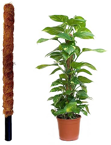 JARDINLIFE Tutor Fibra de Coco Natural para Plantas Trepadoras y Enredaderas, Guía para Las Raíces (100 cm)