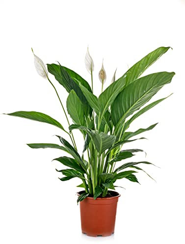 Verdecora Planta Spathiphyllum - Lirio de la Paz Espatifilo natural en maceta de Ø13cm -Planta purificadora del aire- (altura total aproximada 35cm)