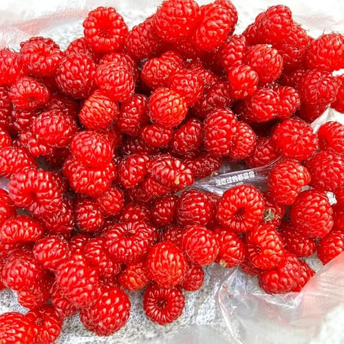 himbeeren pflanzen samen,himbeere, nachhaltige geschenke pflanzensamen säulenobst balkonpflanzen obstbäume deko pflanzen bio saatgut plants winterharte stauden mehrjährig exotische 350pcs