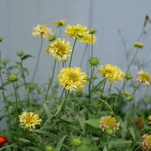 semillas de manta perenne resistentes para el jardín de la Gaillardia de primavera, silvestres para lugares soleados 500pcs