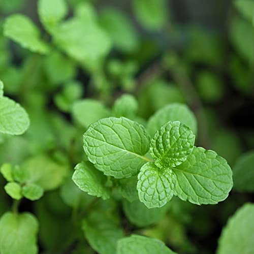 Haloppe 100 Pz Semi di Piante per la Piantagione del Giardino Domestico, Semi di Menta Fragranza Perenne Mix Menta Semi di Basilico per Giardino Semi Di Menta