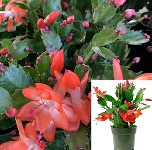 DECOALIVE | Cactus de Navidad | Planta Natural | Flor Mix Color