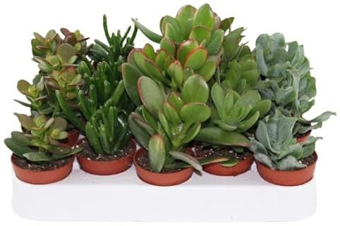 Pack de Veinte Suculentas Naturales Plantas de Interior o Exterior