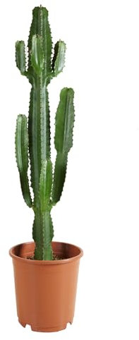 Bloomique - Euphorbia Acrurensis - Cowboy Kaktus - Sukkulenten - Zimmerpflanzen - Sehr Pflegeleicht - Höhe 80-100 cm - Topf 24 cm
