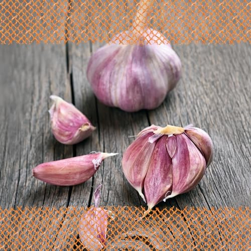 FLORTUS 2000-2459 Winterpflanzknoblauch Garpek (Pflanzknoblauch)