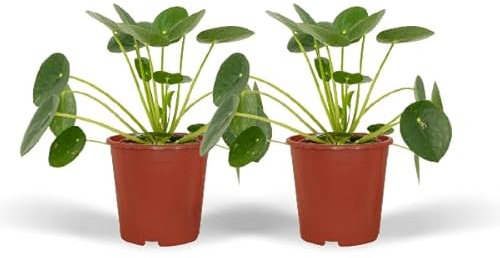 Chinesischer Geldbaum – Pilea Peperomioides – Pfannkuchenpflanze – 2 Zimmerpflanze Ø12cm – ca. 20cm hoch