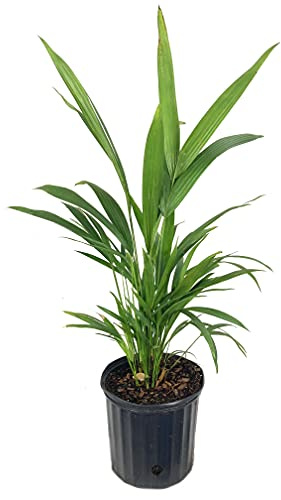 Red Lipstick Sealing Wax Palm - Live Plant in a 3 Gallon Growers Pot - Cyrtostachys Renda - Extremely Rare Ornamental Palms of Florida