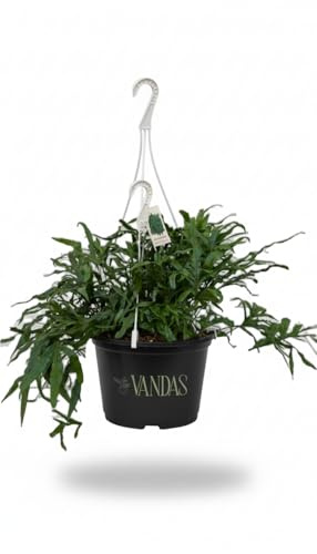 Vandas Microsorum – Felce Sempreverde da Interno in Basket | Chioma 40 cm | Foglie Lucide e Frastagliate | Made in Italy