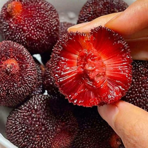 Semi di Myrica Morella Rubra, da colonnari di mirto, Myrica Rubra, esotiche semi rari da frutto, colonnare 25pcs