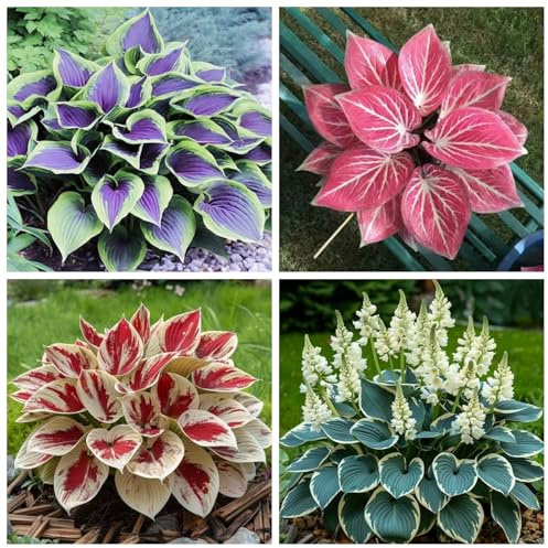 Winterharte Hosta - Funkien Rhizome für Garten Dekoration & Balkon Dekoration, Hosta Wurzel Zum Kaufen-8Hosta knolle-B