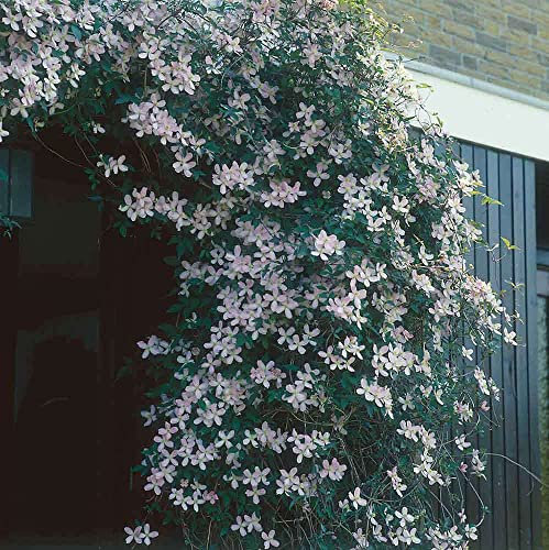 Plant Theory 60cm Cane Clematis Montana Tetrarose Pink Flowering Vine Climbing Plant 3L Pot