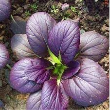 250 Purple Magic Pak Choi Hybrid Seeds; Ornamental Bok Choy; Edible Landscape