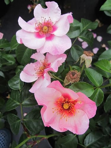 Rosa Eyes on me ® - Syn. Bright as a Button ® - Strauchrose - Warner Rose England